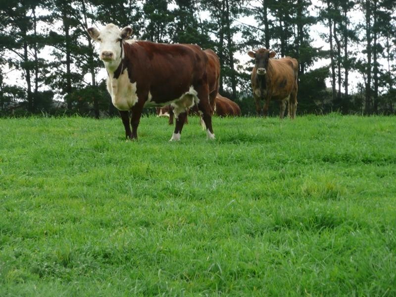 Lot 674 H Muellers Road, Mount Pleasant SA 5235