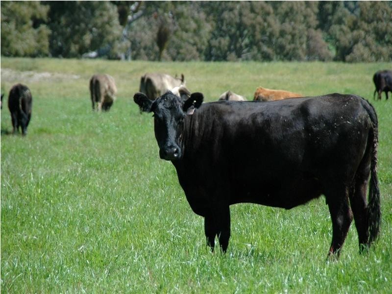 Lot 100 Corryton Park Road, Flaxman Valley SA 5235