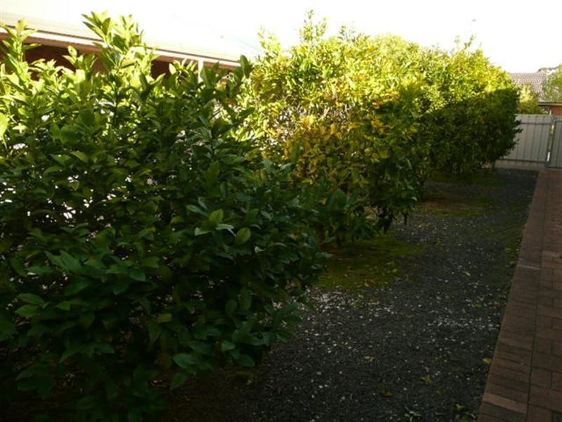 6 Tregenza Street, Nuriootpa SA 5355