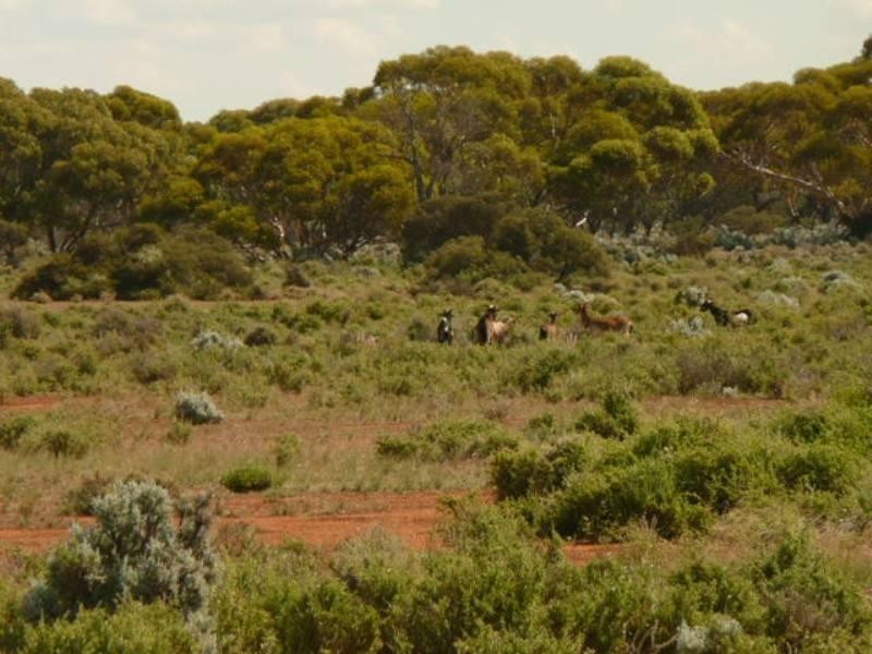 Sec 36 Thiele Highway, Mount Mary SA 5374