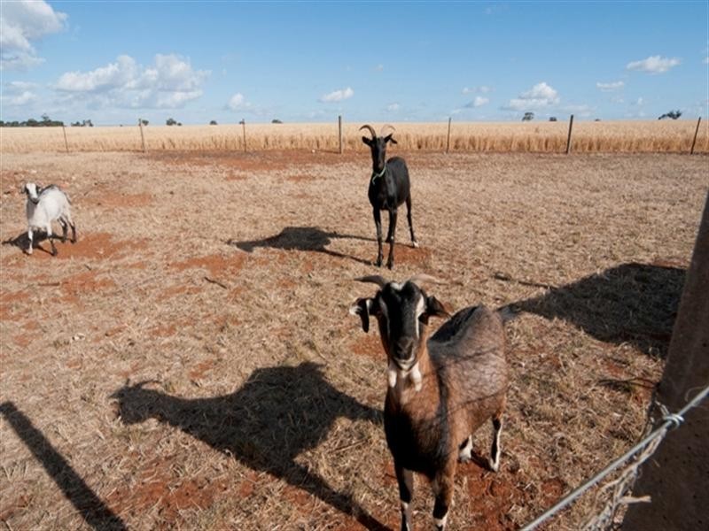 Lot 100 Ashwell Road, Templers SA 5371