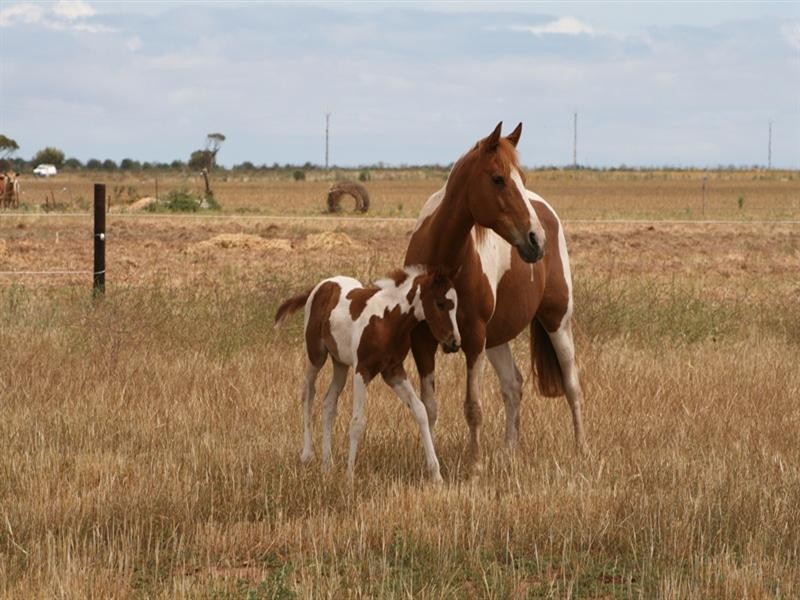 Sec 169 Ruskin Road, Dublin SA 5501