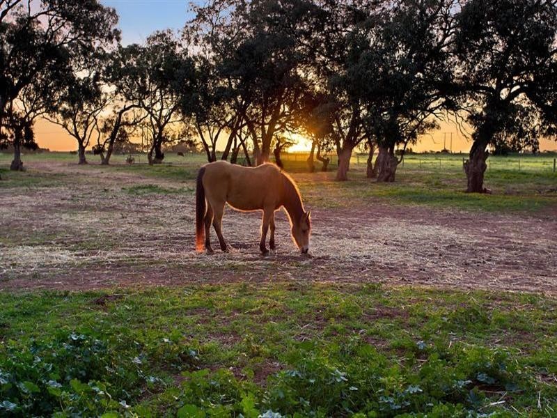 1020 Verner Road Reeves Plains VIA, Gawler SA 5118