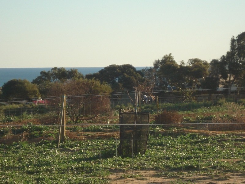 52 Dolby Drive, Waggrakine WA 6530