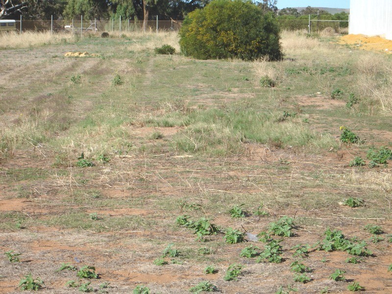 86 Anderson Street, Webberton WA 6530