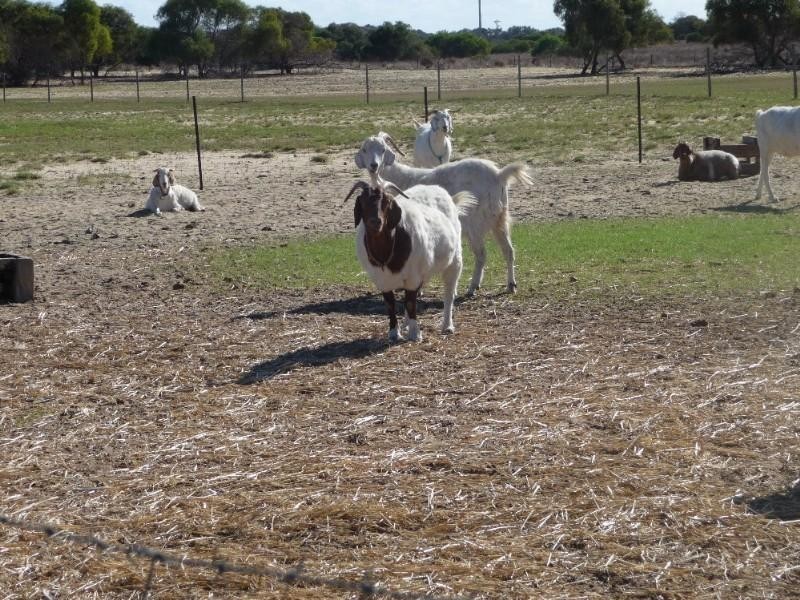 101 Hall Road, Waggrakine WA 6530