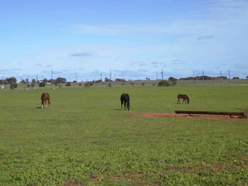 9 Calamar Place, Geraldton WA 6530
