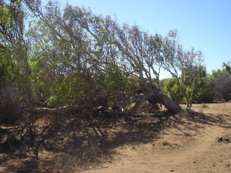 Lot 201 Company Road, Greenough WA 6532