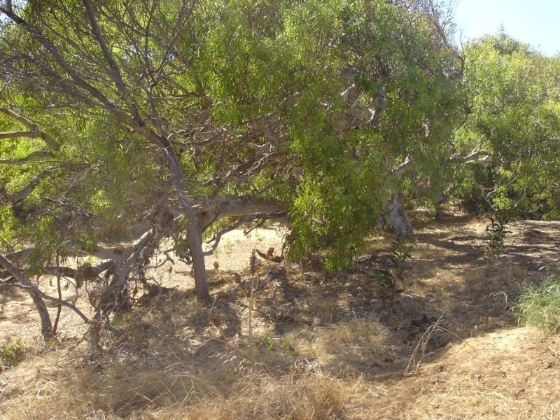 Lot 201 Company Road, Greenough WA 6532