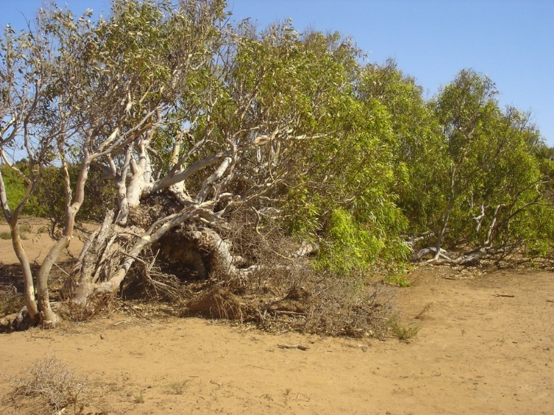 Lot 201 Company Road, Greenough WA 6532