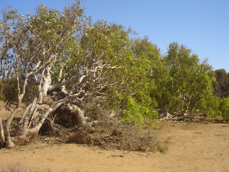 Lot 201 Company Road, Greenough WA 6532