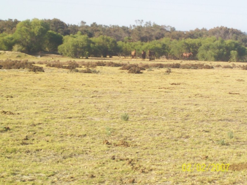 131 Drovers Lane, Walkaway WA 6528