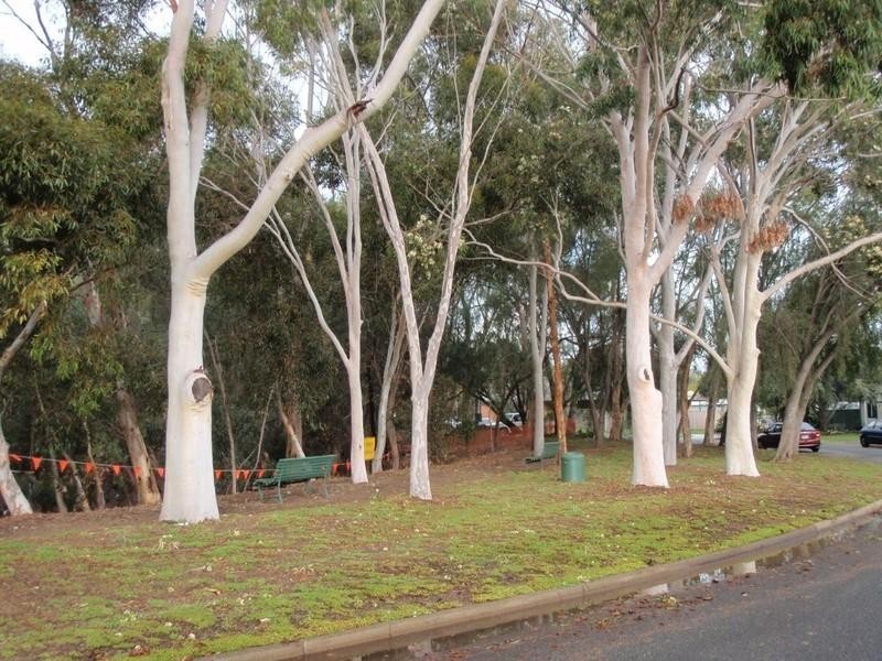 6 Belgrave Avenue, Flinders Park SA 5025