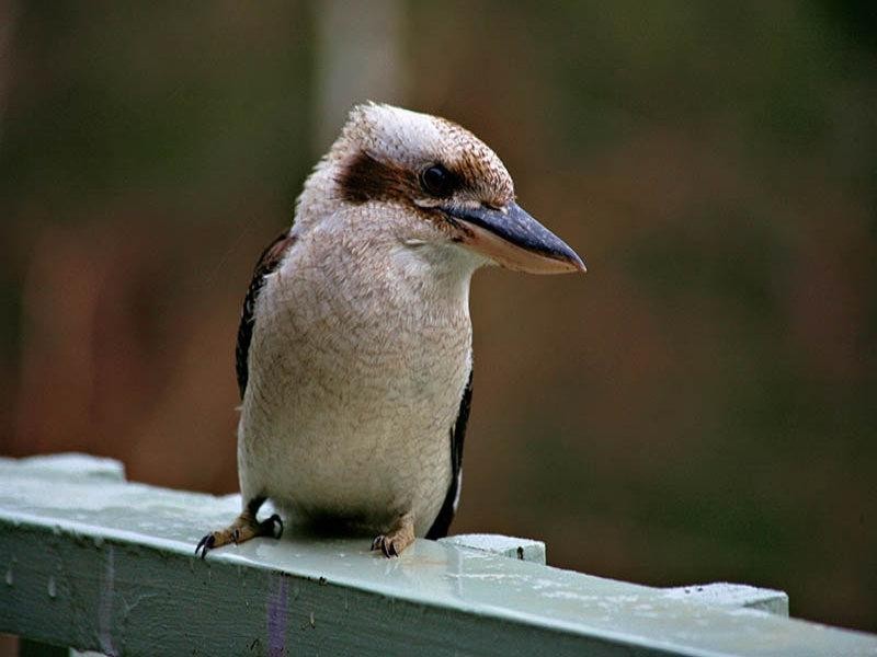 189 Ackland Hill Road, Coromandel East SA 5157