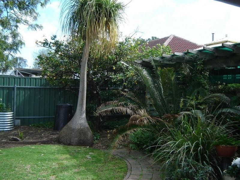 5 Whitbread Avenue, Klemzig SA 5087