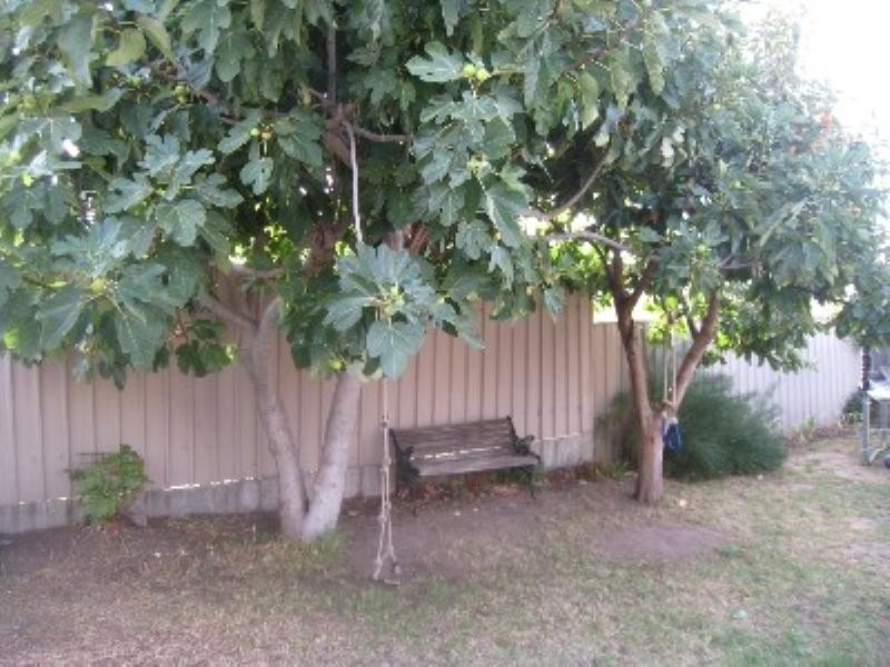 4 Renfrey Avenue., Newton SA 5074