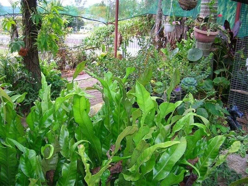 67 Bertha Street, Goodna QLD 4300