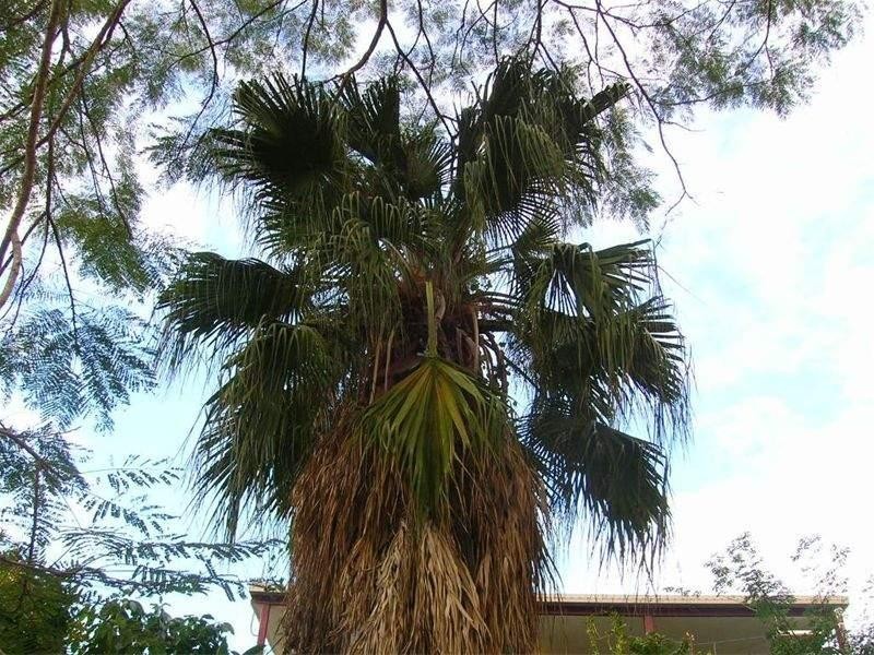 67 Bertha Street, Goodna QLD 4300