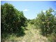 138 George Downes Drive, Central Mangrove NSW 2250