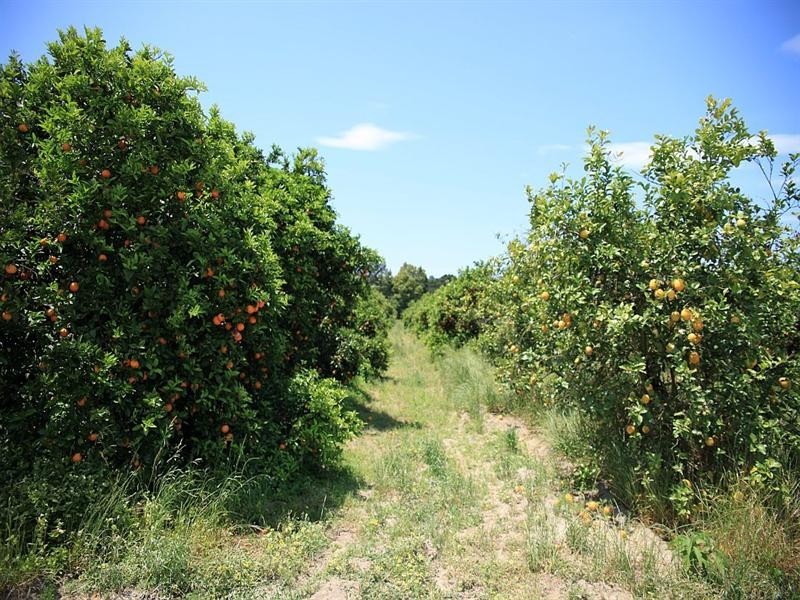 138 George Downes Drive, Central Mangrove NSW 2250