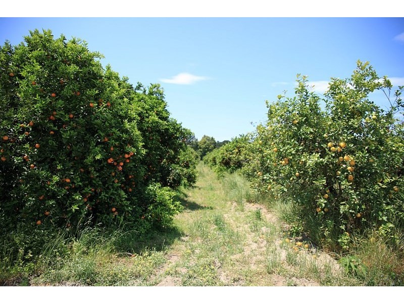 138 George Downes Drive, Central Mangrove NSW 2250