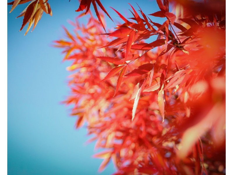 3784 Wisemans Ferry Road, Lower Mangrove NSW 2250