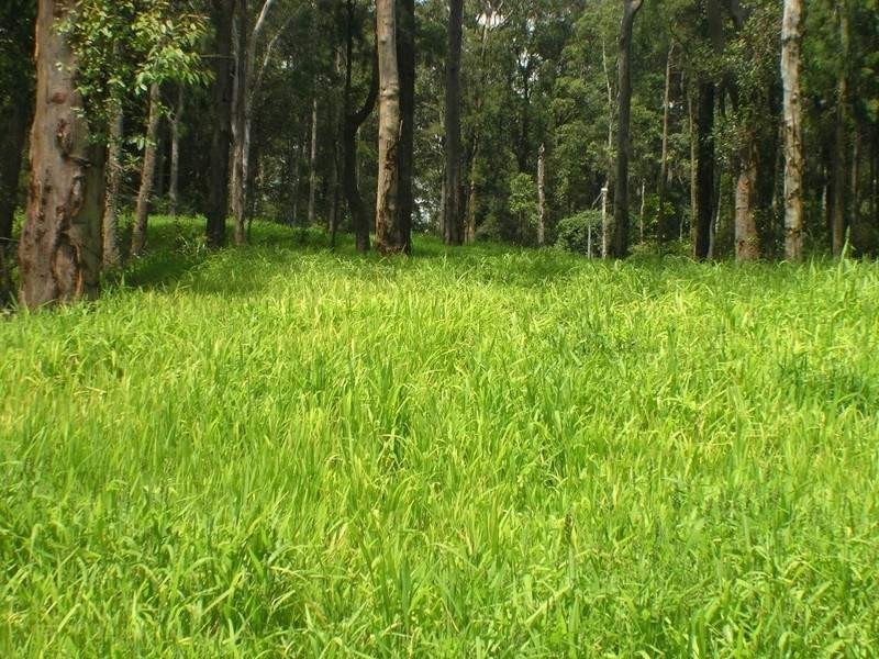 Lisarow NSW 2250