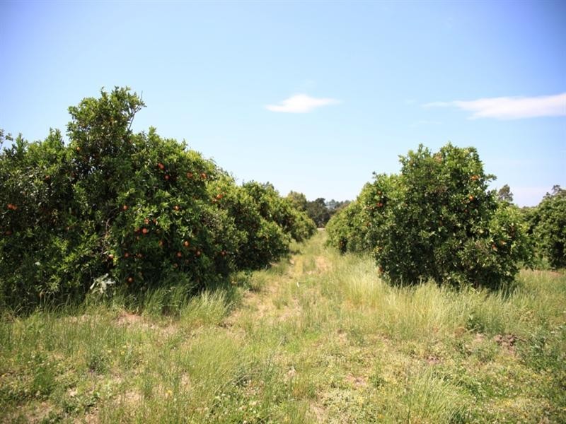 138 George Downes Drive, Central Mangrove NSW 2250