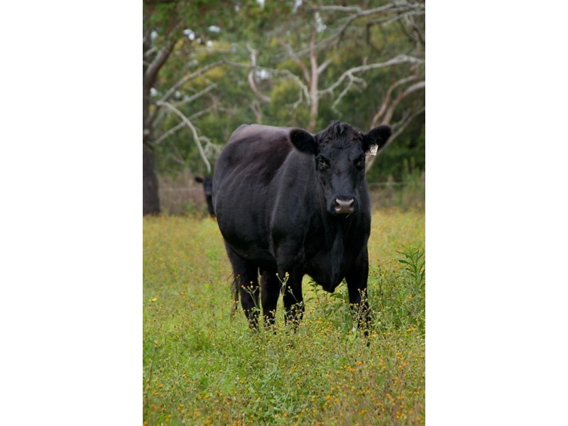 Kulnura NSW 2250