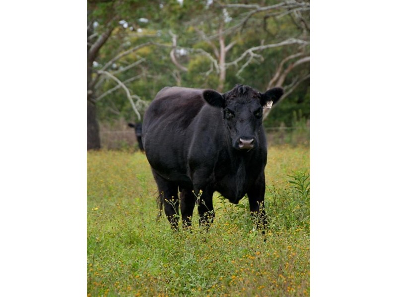 176 Greta Road, Kulnura NSW 2250