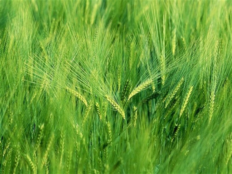 22 Fulbrooke Loop, Canning Vale WA 6155