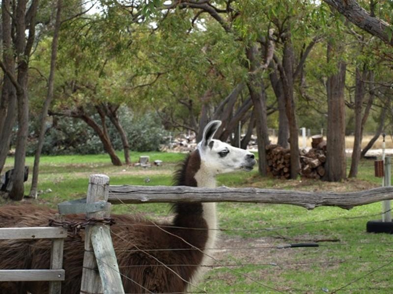 16 Dale Place, Orange Grove WA 6109