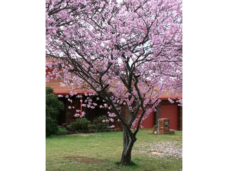 23 Major Drive, Goulburn NSW 2580