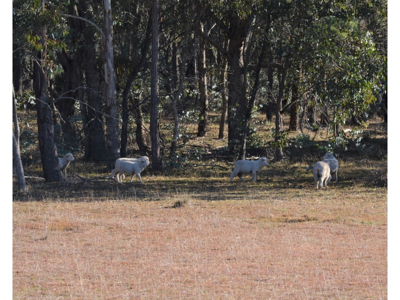 Lot 99 Redground Road, Crookwell NSW 2583