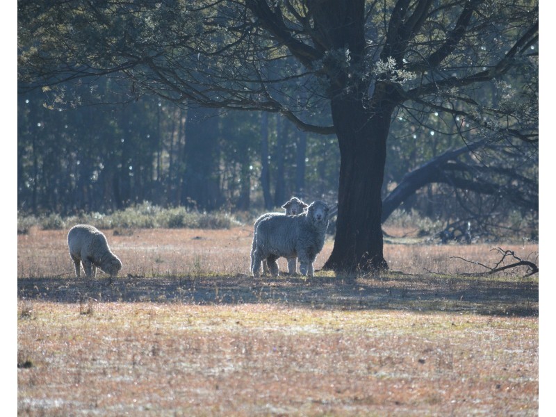 Lot 99 Redground Road, Crookwell NSW 2583