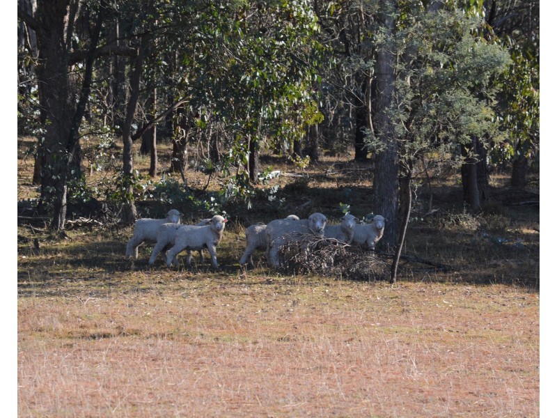 Lot 99 Redground Road, Crookwell NSW 2583