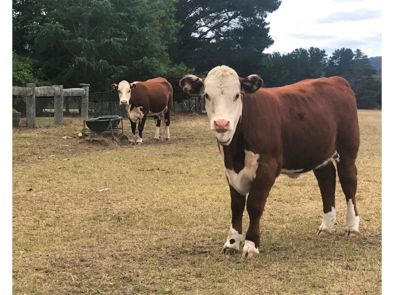 808 Towrang Road, Goulburn NSW 2580