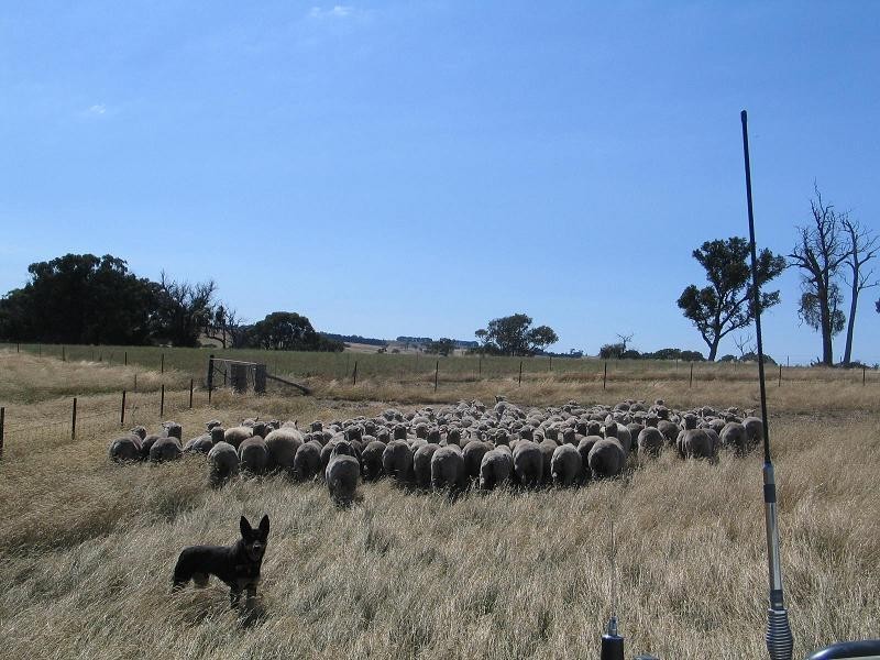 598 Bevandale Road, Wheeo, Goulburn NSW 2580