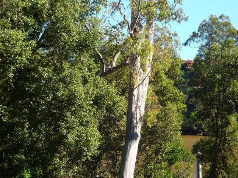 3/11 Sutton Street, Chelmer QLD 4068