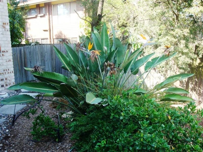 30/12 Edmondson Street, Corinda QLD 4075