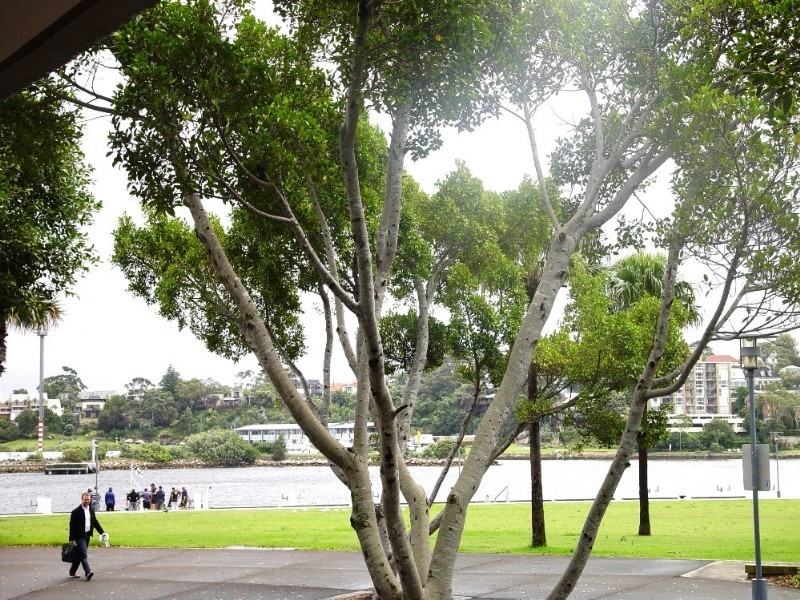 11 Pirrama Road, Pyrmont NSW 2009