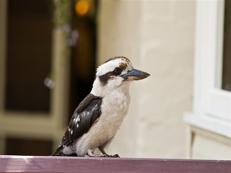 66 Mast Gully Road, Upwey VIC 3158