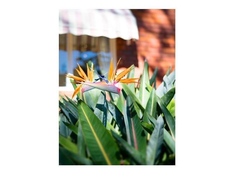 4 Hicks Avenue, Turramurra NSW 2074