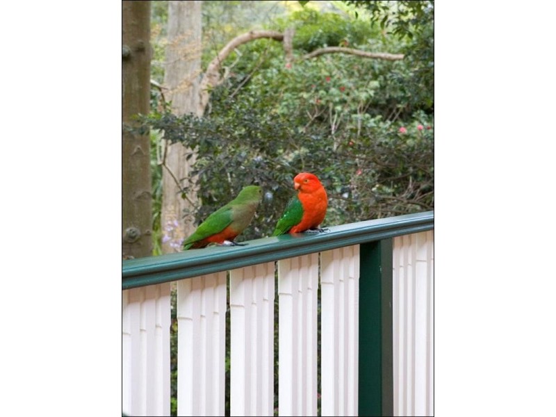 31 Bettowynd Road, Pymble NSW 2073