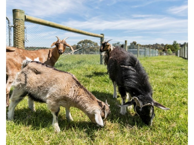 31 George Avenue, Tyabb VIC 3913