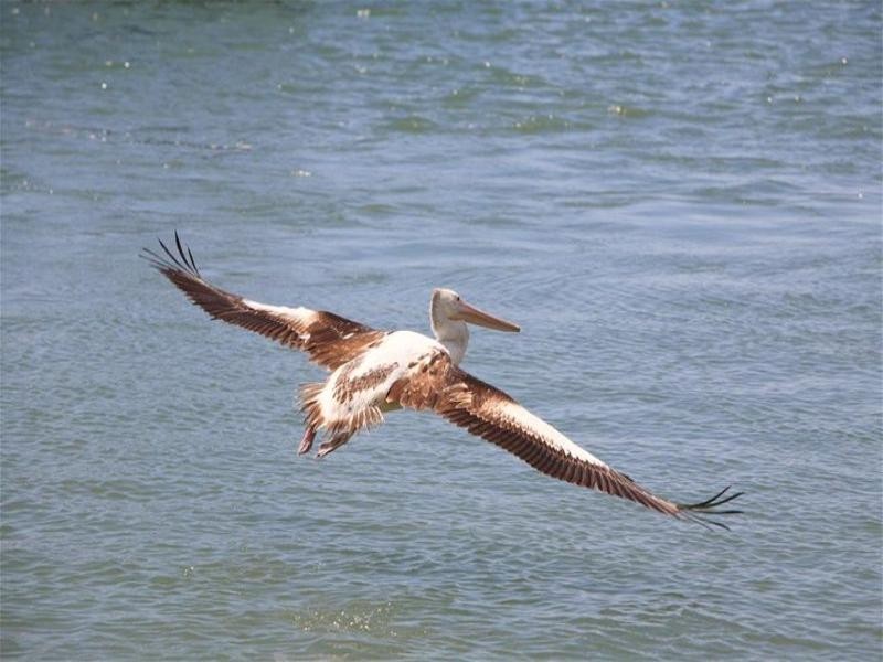 7 Southfork Circuit, Burrum Heads QLD 4659