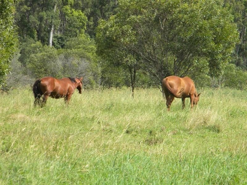 240 Butchers Road, South Isis QLD 4660