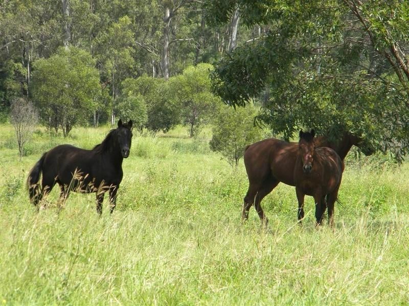 240 Butchers Road, South Isis QLD 4660