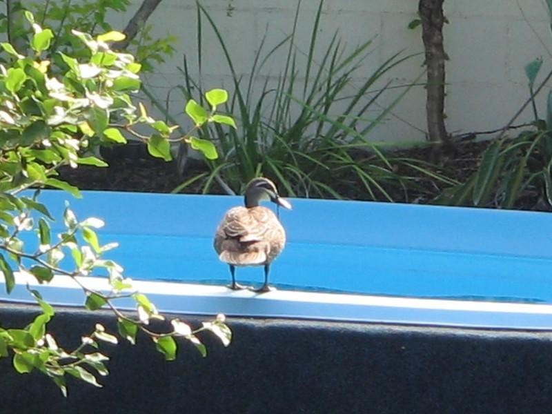 61/1 Ibis Boulevard, Eli Waters QLD 4655