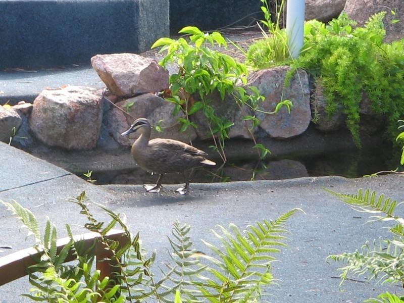 61/1 Ibis Boulevard, Eli Waters QLD 4655